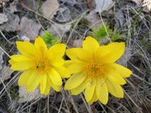 Yellow snowdrop in dry foliage royalty free stock image Yellow snowdrop in dry foliage royalty free stock image