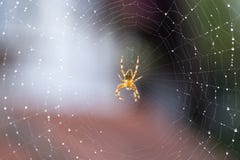 Spider on web stock photography Spider on web stock photography