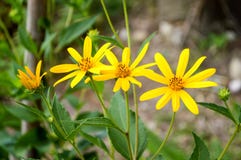 Yellow sunchoke flower in garden