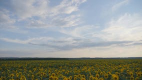 Yellow sunflower flowers. Agricultural land.