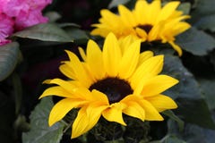 Yellow sunflower in garden royalty free stock photo Yellow sunflower in garden royalty free stock photo