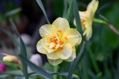 Yellow Terry Narcissus Stock Image