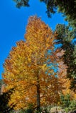 Yellow tree in a frame of pines against the blue sky royalty free stock images Yellow tree in a frame of pines against the blue sky royalty free stock images