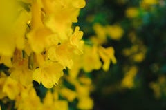 Yellow trumpet flower on the tree royalty free stock images Yellow trumpet flower on the tree royalty free stock images
