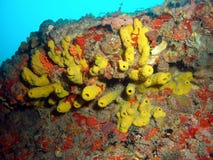 Yellow Tube Sponge Stock Photo