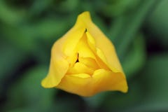 Yellow tulip on a beautiful green background royalty free stock photo Yellow tulip on a beautiful green background royalty free stock photo