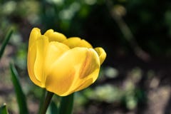 One yellow tulip royalty free stock images One yellow tulip royalty free stock images