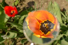 Yellow tulips Closeup magnifying glass stock photography Yellow tulips Closeup magnifying glass stock photography