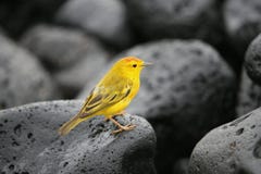 Yellow Warbler royalty free stock images Yellow Warbler royalty free stock images