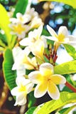 Exotic flowers from tropical contries. You deserve a vocation concept. Beautiful rare plants. Mother`s day, international women` royalty free stock image Exotic flowers from tropical contries. You deserve a vocation concept. Beautiful rare plants. Mother`s day, international women` royalty free stock image