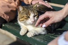 A yellow-white stray cat sits on a bench and an elderly woman and a young girl with a beautiful manicure stroke her royalty free stock photos A yellow-white stray cat sits on a bench and an elderly woman and a young girl with a beautiful manicure stroke her royalty free stock photos