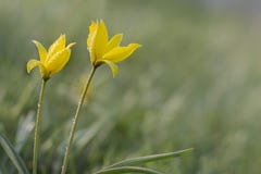 Yellow wild tulips in the meadow royalty free stock image Yellow wild tulips in the meadow royalty free stock image