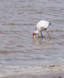 Yellowbilled Storch stockfotografie Yellowbilled Storch stockfotografie