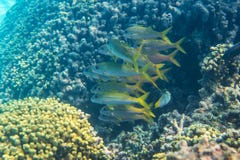 Yellowfin goatfish stock image Yellowfin goatfish stock image