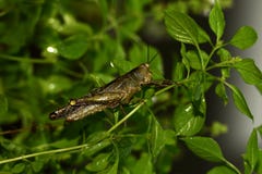 Yellowish-brown δασώδες grasshopper που σκαρφαλώνει στο δέντρο στοκ φωτογραφίες με δικαίωμα ελεύθερης χρήσης Yellowish-brown δασώδες grasshopper που σκαρφαλώνει στο δέντρο στοκ φωτογραφίες με δικαίωμα ελεύθερης χρήσης