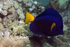 Yellowtail Tang (zebrasoma Xanthurum) Royalty Free Stock Photography Yellowtail Tang (zebrasoma Xanthurum) Royalty Free Stock Photography