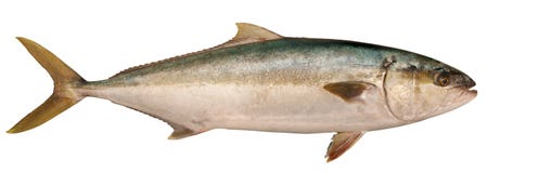Yellowtail Tuna