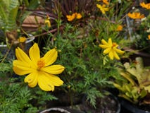 Yellowâ€-‹Schwefel CosmosÂ-flower†‹plant†‹ stockfotografie Yellowâ€-‹Schwefel CosmosÂ-flower†‹plant†‹ stockfotografie