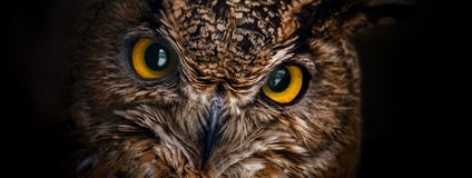 Yeux jaunes de fin de hibou à cornes sur un fond foncé images stock Yeux jaunes de fin de hibou à cornes sur un fond foncé images stock