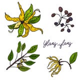 Ylang-Ylang Upps?ttning av hand drog objekt som isoleras p? vit bakgrund stock illustrationer Ylang-Ylang Upps?ttning av hand drog objekt som isoleras p? vit bakgrund stock illustrationer