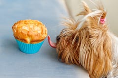 Yorkshire estica a língua aos queques deliciosos fotos de stock Yorkshire estica a língua aos queques deliciosos fotos de stock