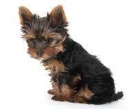 Yorkshire Terrier Stock Photos Yorkshire Terrier Stock Photos