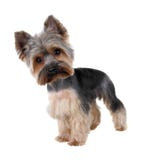 Yorkshire Terrier Stock Photos Yorkshire Terrier Stock Photos