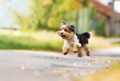 Yorkshire terrier bitch running along an asphalt road in a picturesque village in europe