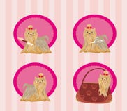 Yorkshire terrier com corte de cabelo elegante da exposição Imagem de Stock Royalty Free Yorkshire terrier com corte de cabelo elegante da exposição Imagem de Stock Royalty Free