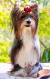 Yorkshire terrier de raça pura de Biewer do cão do vetor imagens de stock royalty free Yorkshire terrier de raça pura de Biewer do cão do vetor imagens de stock royalty free
