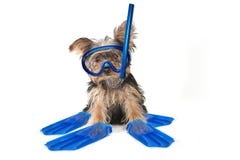 Yorkshire terrier di tema della spiaggia fotografia stock Yorkshire terrier di tema della spiaggia fotografia stock