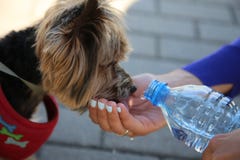Yorkshire terrier drinks with water hands stock images Yorkshire terrier drinks with water hands stock images