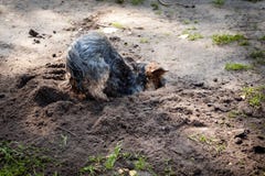 Yorkshire Terrier is een klein die hondras van terriërtype, tijdens de 19de eeuw in Yorkshire, Engeland wordt ontwikkeld, ratten royalty-vrije stock foto's Yorkshire Terrier is een klein die hondras van terriërtype, tijdens de 19de eeuw in Yorkshire, Engeland wordt ontwikkeld, ratten royalty-vrije stock foto's