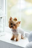 Yorkshire terrier at home new year with christmas decoration as background Royalty Free Stock Images Yorkshire terrier at home new year with christmas decoration as background Royalty Free Stock Images