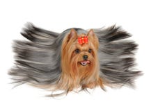 Yorkshire Terrier with long hair royalty free stock photos Yorkshire Terrier with long hair royalty free stock photos
