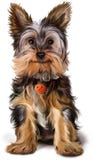 Yorkshire Terrier painting royalty free illustration Yorkshire Terrier painting royalty free illustration