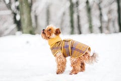 Yorkshire terrier in the snow wearin stock images Yorkshire terrier in the snow wearin stock images