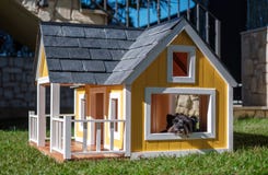 Yorkshire terrier in a yellow dog house