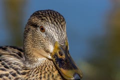 You looking at me? I asked, are you looking at me? stock image You looking at me? I asked, are you looking at me? stock image