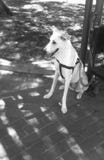 White dog. Young adorable domestic tallest dog sitting on pavement in garden and looks carefully at something Royalty Free Stock Photos White dog. Young adorable domestic tallest dog sitting on pavement in garden and looks carefully at something Royalty Free Stock Photos