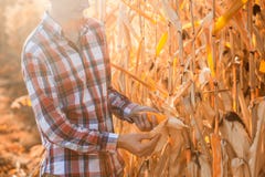 Young Agronomist Checks The Ripeness Of The Corn Crop Royalty Free Stock Photography