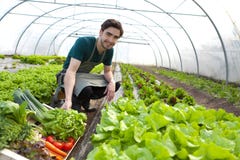 Young attractive farmer harvesting vegetables stock photography Young attractive farmer harvesting vegetables stock photography