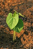Young Bean Plant Royalty Free Stock Photos