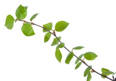 Young birch branches Royalty Free Stock Photos Young birch branches Royalty Free Stock Photos