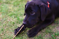 Young Black Dog Labrador Terrier Gnaws A Wooden Stick Lying On T Royalty Free Stock Images Young Black Dog Labrador Terrier Gnaws A Wooden Stick Lying On T Royalty Free Stock Images