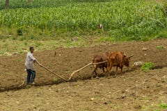 A young Ethiopian boy is plowing the field with a team of oxen.