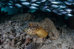Young Broadclub Cuttlefish in Raja Ampat royalty free stock photos Young Broadclub Cuttlefish in Raja Ampat royalty free stock photos