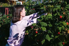 Young brunette woman tearing raspberries from the bushes in the country. Blur. royalty free stock photography Young brunette woman tearing raspberries from the bushes in the country. Blur. royalty free stock photography