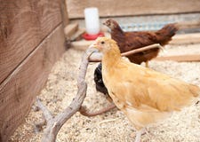 Young Buff Orpington Pullet Stock Image Young Buff Orpington Pullet Stock Image