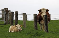 Young Calf, Separated By A Fence Stock Images